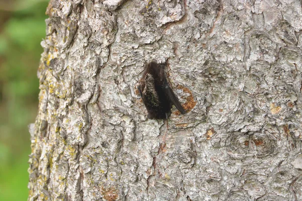 Pequeno Morcego Agarra Lado Tronco Árvore Descansando Durante Dia — Fotografia de Stock