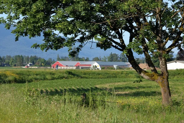Vista Panorámica Una Gran Granja Avícola Valle Agrícola — Foto de Stock