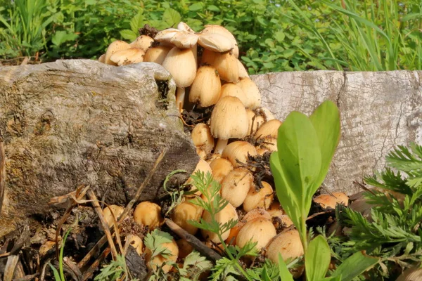 Grupo Cogumelos Toadstool Cresce Topo Borda Log — Fotografia de Stock