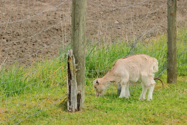 草はフェンスの反対側に緑であると確信し 子羊は放牧する金属フェンシングを通して彼女の頭を突きます — ストック写真