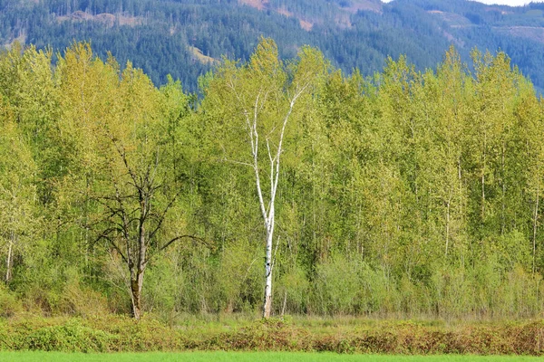 Landscape View Distinctive Color Shape Birch Tree Set Forest Green — Stock Photo, Image