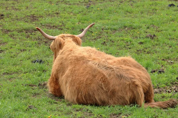 Full Reverse View Adult Highland Cow Resting Green Pasture — Stock Photo, Image