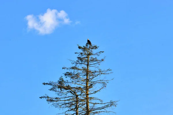 松の木の上にのった成虫の鷲の上に一つの積雲がかかっている — ストック写真