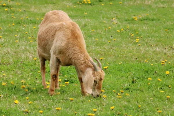 在绿色牧场放牧的盎格鲁 努比亚山羊的正面全景 — 图库照片