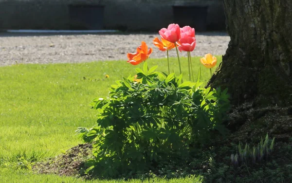 Full Profile View Light Red Yellow Daisies Leaning Side Trunk — Stock Photo, Image