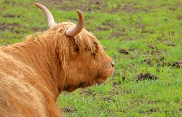 Vista Cercana Detallada Perfil Una Vaca Finlandesa Adulta Que Descansa —  Fotos de Stock
