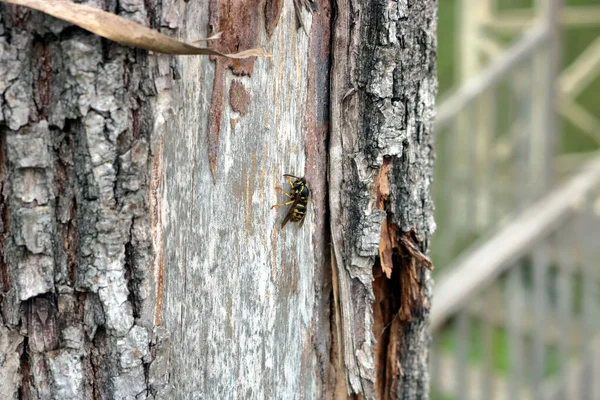 在一棵老枞树树皮上坐着一只小黄蜂 树干上挂着树液 视野开阔 — 图库照片
