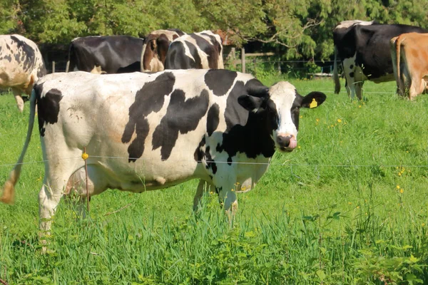Полный Профиль Довольная Молочная Корова Лижет Свои Отбивные Стоя Пастбище — стоковое фото