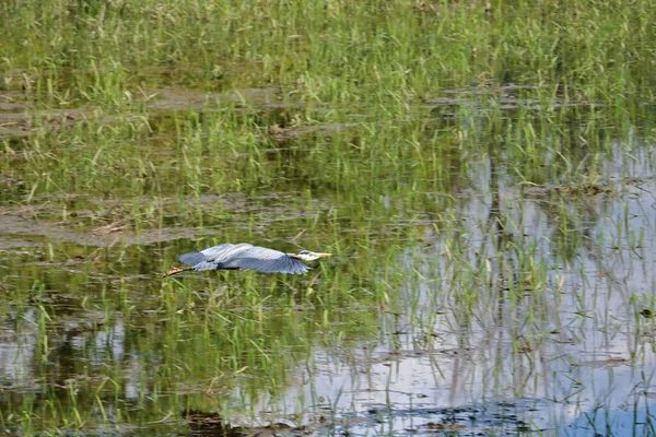 沿着一条大蓝鹭从左到右滑过沼泽地 — 图库照片