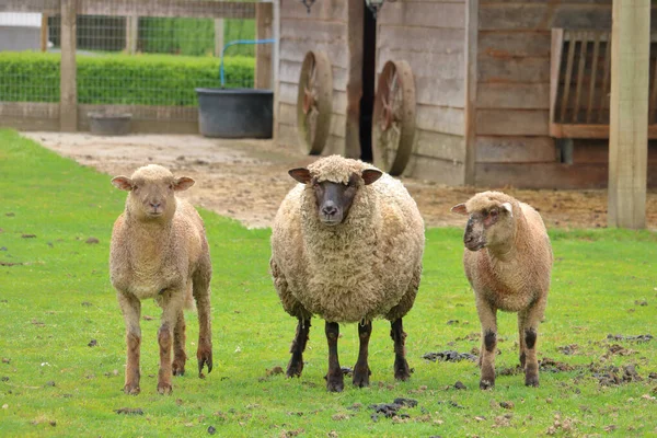 両方の側に彼女の2つの子羊とカメラに直面している母Ewe子羊の完全な正面図 — ストック写真