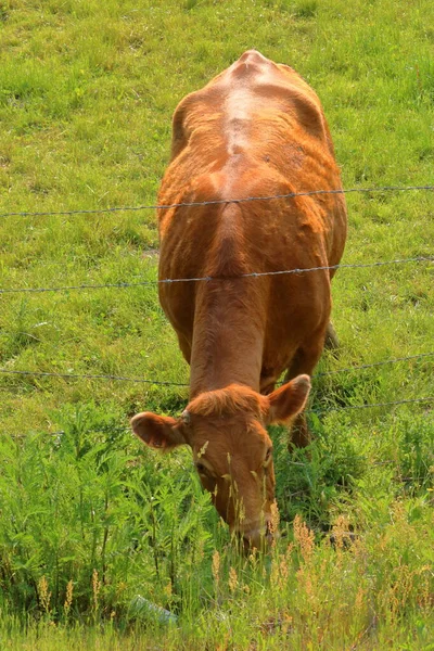 Visão Vertical Completa Uma Jovem Vaca Red Angus Arriscando Cortes — Fotografia de Stock