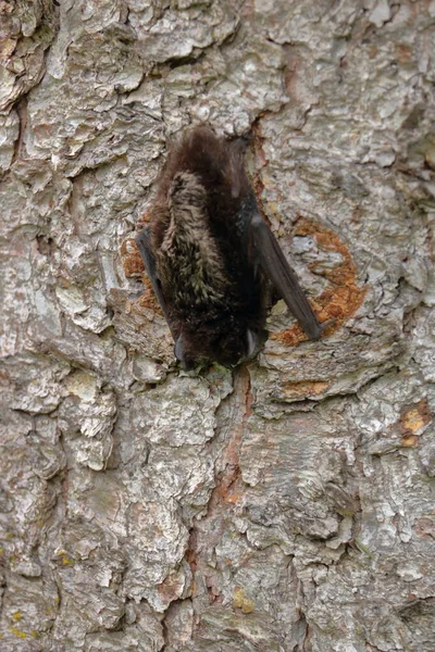 캐나다 남서부에서 박쥐가 나무줄기에 매달려 모습을 가까이 자세히 — 스톡 사진