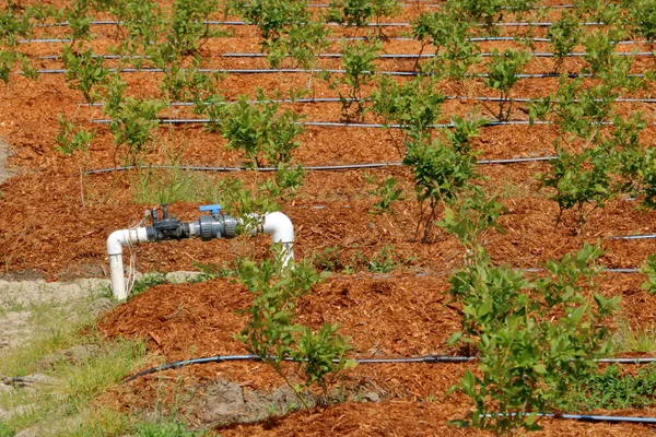 ホース チューブ タップ 断熱材ウッドチップはすべてブルーベリー作物を維持 灌漑するために使用されます — ストック写真