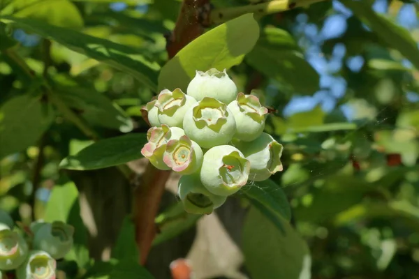 春の季節に枝で熟す小さなブルーベリーの塊の詳細ビューを閉じます — ストック写真