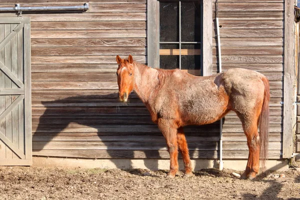 Perfil Lateral Esquerdo Completo Cavalo Negligenciado Sombra Que Ela Lança — Fotografia de Stock