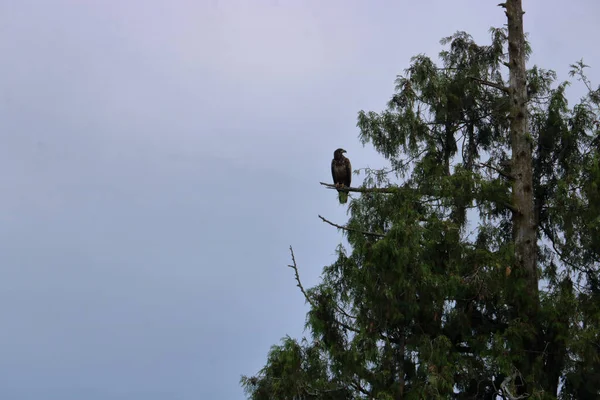 오른쪽 틀에는 나뭇가지에 대머리 독수리가 그려져 — 스톡 사진