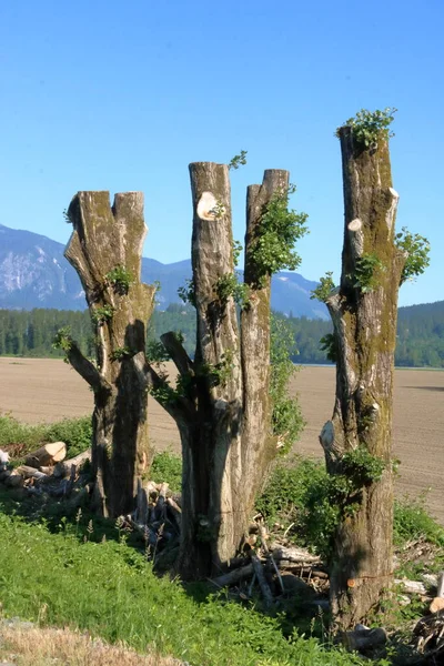 Vertikální Pohled Tři Stromy Které Stojí Údolí Rostou Nové Větve — Stock fotografie