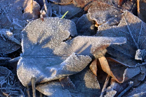 Close Detailed View Frosted Leaves Laying Ground Sunny Fall Day — Stock Photo, Image