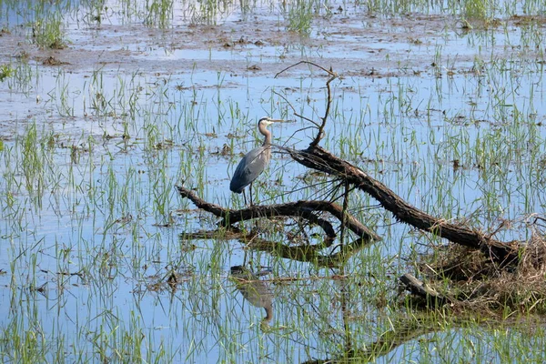 蓝鹭站在被沼泽地包围的枯木上的概况图 — 图库照片
