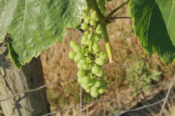 夏の間に成熟した果実としてフェンスから吊るされた緑のブドウの高い角度 完全なビュー — ストック写真