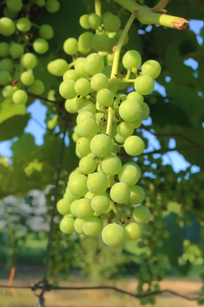 夏の間に成熟した果実としてブドウからぶら下がっている緑のブドウの完全な垂直ビュー — ストック写真