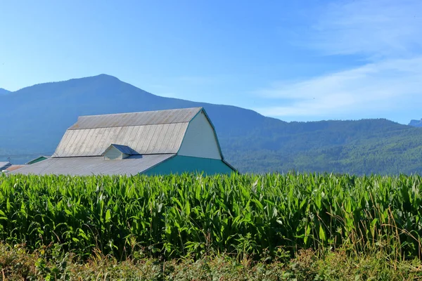 Zrání Sladké Kukuřice Obklopuje Stodolu Letním Údolí — Stock fotografie