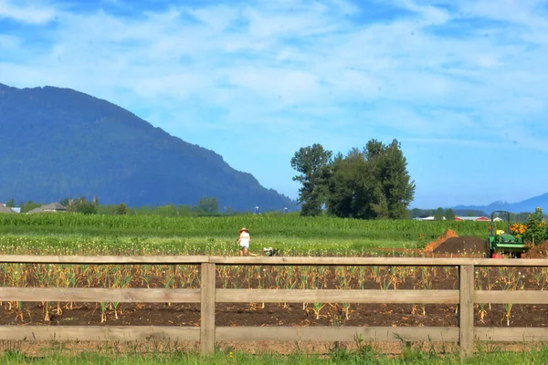 Een Landarbeider Zorgt Zomermaanden Voor Het Maïsveld Vallei — Stockfoto