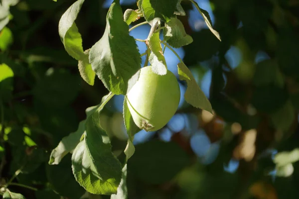 Близкий Детальный Вид Зеленого Яблока Созревающего Ветке Летние Месяцы — стоковое фото