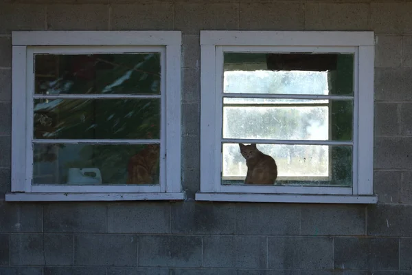 A domestic cat sits on a desk inside a farm building while keeping a watchful eye on the stranger.