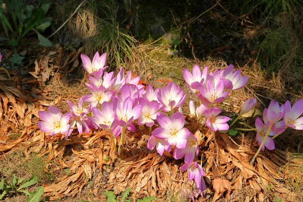 Amplia Vista Flores Tierra Púrpura Blanca Aire Libre Enclavadas Racimo —  Fotos de Stock