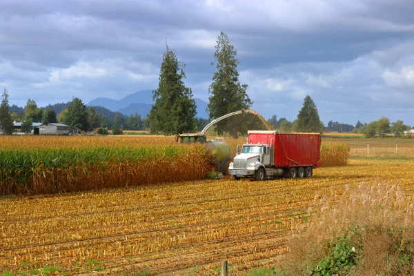 Wide View Harvesting Corn Has Been Affected Severe Drought Conditions — Stock Photo, Image