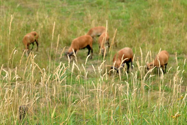 Flock Goats Seen Grazing Pasture Summer Grassland Foreground — Stock Photo, Image