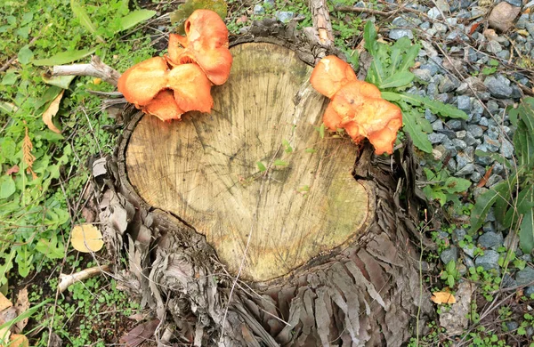 나무의 줄기에서 자라는 버섯의 스톡 사진