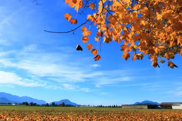 낙엽과 초원으로 스톡 사진