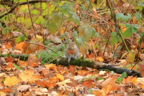 시즌에 서식지로 둘러싸인 떨어진 가지에 성인용 다람쥐가 있습니다 로열티 프리 스톡 이미지
