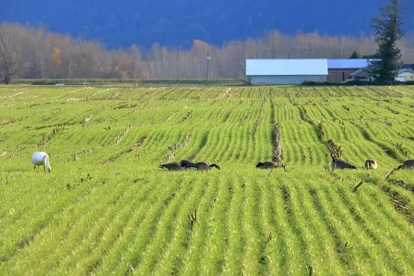 캐나다 게이즈와 농부에 심어진 잔디의 에이커에 트럼펫 스톡 사진
