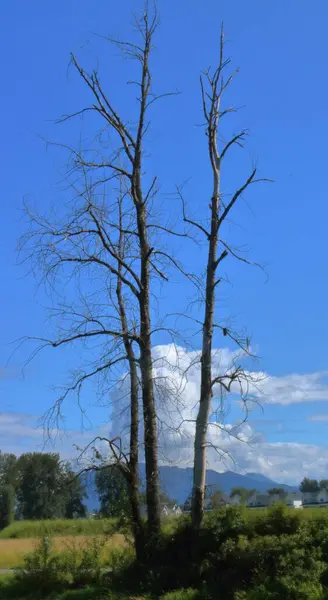 Vista Vertical Dos Tocos Árvores Mortas Encontrados Perto Pântano Água Fotografias De Stock Royalty-Free