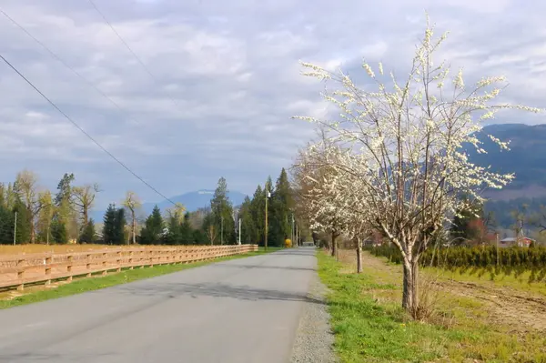 Musim Semi Dan Pandangan Luas Bunga Putih Lapisan Jalan Negara Stok Gambar Bebas Royalti