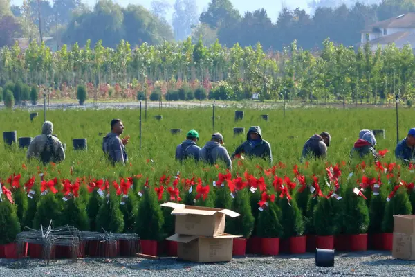 Immigrants Other Countries Used Farm Laborers Prepare Products Soon North Стоковое Изображение