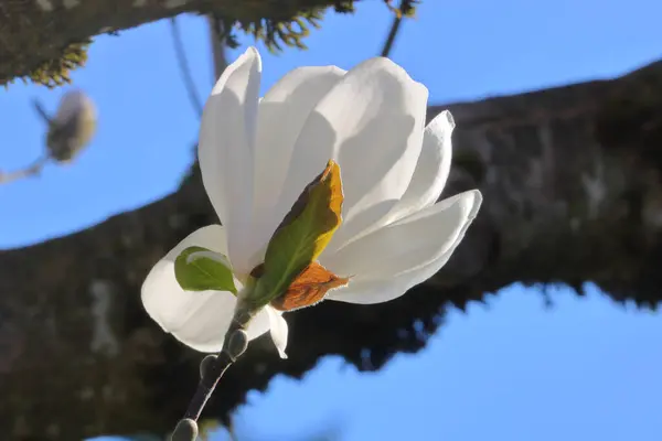 春天的时候 在挂在树枝上的丁香花瓣下 你可以近距离细看 免版税图库图片