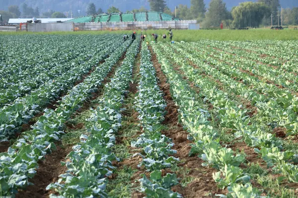 Field Workers Can Seen Far Distance Picking Leafy Green Vegetables Εικόνα Αρχείου
