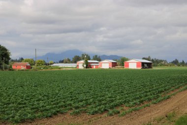 Wide view of acres of brussels sprout, a unique specialty crop ripening during the Spring months.  clipart