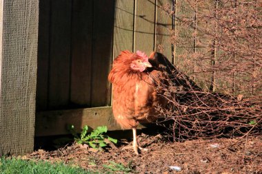 A red chicken huddles beside a wooden fence after escaping from its' enclosure.  clipart