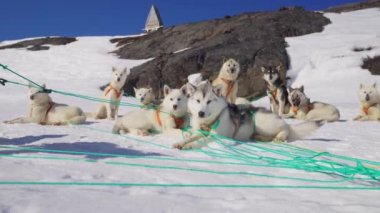 Husky, Kızak Köpeği, Kar, Dağ, Paket