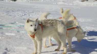 Husky, Kızak Köpekleri, Kar, Koşum, Alarm