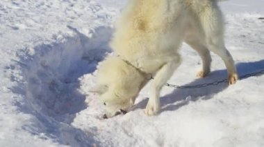 Husky, Kızak Köpeği, Kar, Yemek, Isırmak