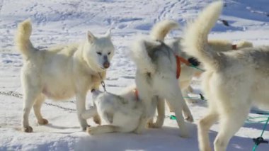 Husky, Kızak Köpeği, Kar, Bağlanma, Koşum