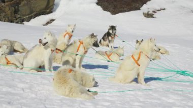 Husky, Kızak Köpeği, Dinlenme, Kar, Koşum