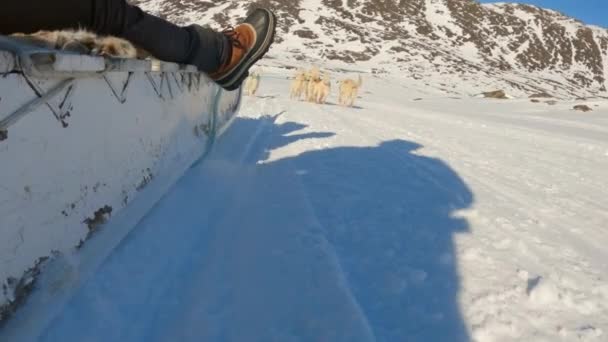 Musher Sleigh Śnieg Mężczyzna Sled Dogs — Wideo stockowe