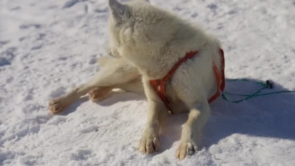 Husky Cão Trenó Neve Descansar Mentir — Vídeo de Stock
